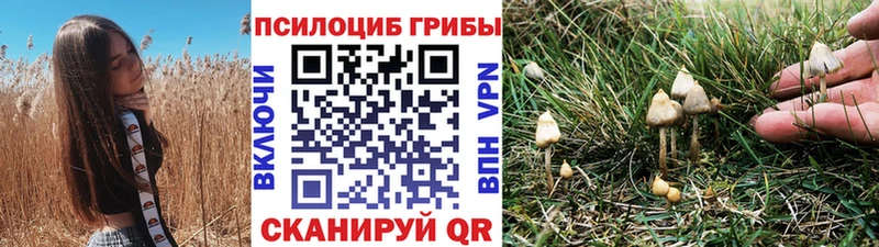 купить наркотик  Батайск  площадка наркотические препараты  Псилоцибиновые грибы Cubensis 